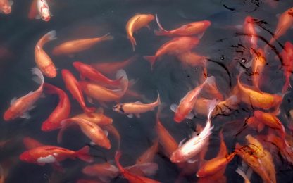 goldfish-swimming