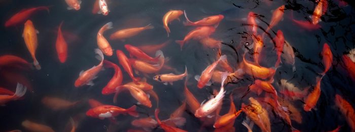 goldfish-swimming