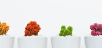 brightly-colored-cactus-clusters-in-white-pots