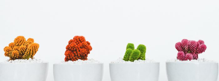 brightly-colored-cactus-clusters-in-white-pots