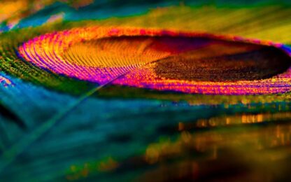 Feather Background. Peafowl Feather. Peacock Feather. Bird Feather. Colorful Feather. Mor Pankh. Abstract Background.