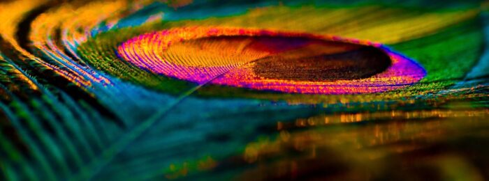 Feather Background. Peafowl Feather. Peacock Feather. Bird Feather. Colorful Feather. Mor Pankh. Abstract Background.