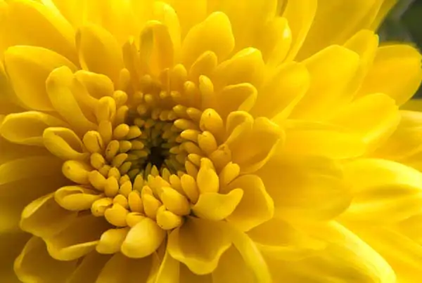 yellow-flower