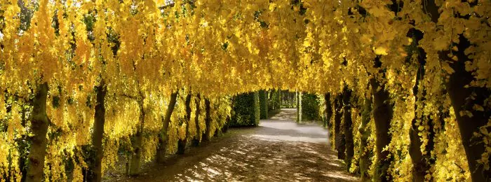 dirt-road-framed-by-autumn-trees