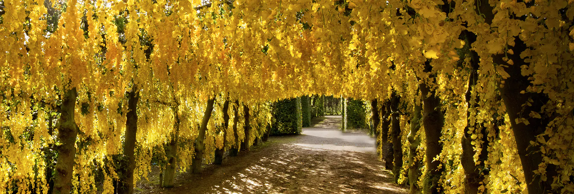 dirt-road-framed-by-autumn-trees