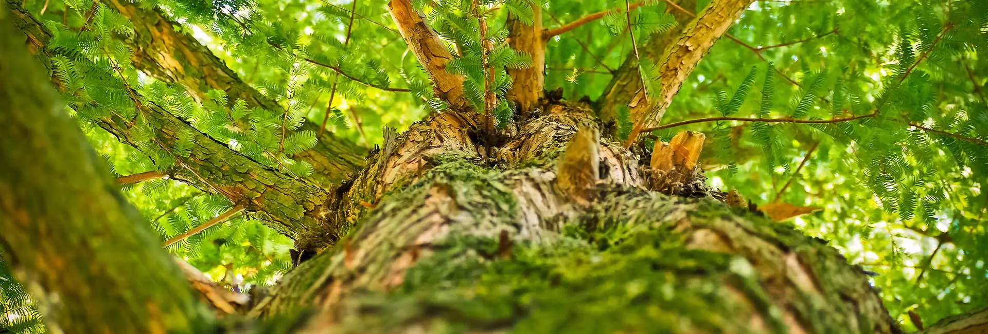 tree-vantage-point-looking-up-the-trunk-into-leaves