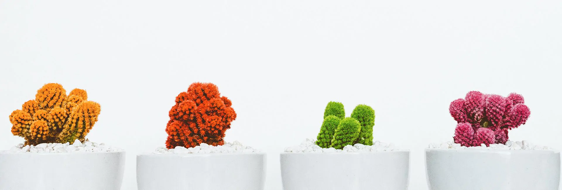 brightly-colored-cactus-clusters-in-white-pots