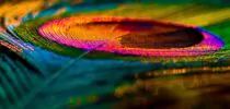 Feather Background. Peafowl Feather. Peacock Feather. Bird Feather. Colorful Feather. Mor Pankh. Abstract Background.