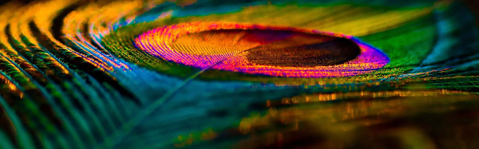 Feather Background. Peafowl Feather. Peacock Feather. Bird Feather. Colorful Feather. Mor Pankh. Abstract Background.